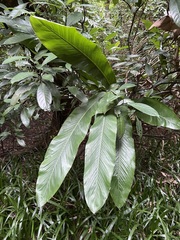 Alpinia uraiensis