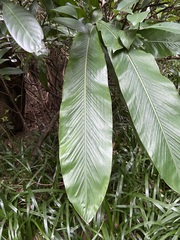 Alpinia uraiensis