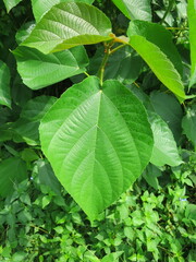 Ficus mucuso