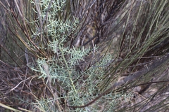 Asparagus horridus