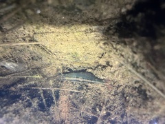 Australatya striolata