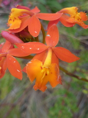 Epidendrum radicans