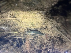 Australatya striolata