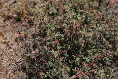 Rosa abyssinica