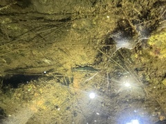 Australatya striolata