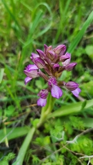 Anacamptis