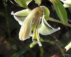Gladiolus orchidiflorus