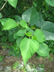 Gmelina arborea
