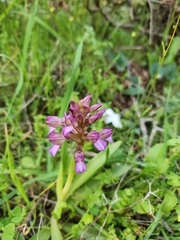 Anacamptis