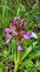 Anacamptis