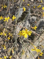 Jasminum nudiflorum