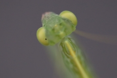 Archimantis latistyla