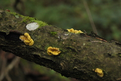 Trichoderma sulphureum