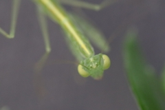 Archimantis latistyla