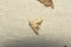 Eoophyla sejunctalis