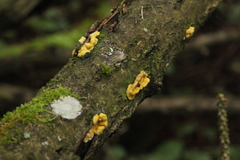 Trichoderma sulphureum