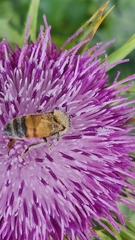 Apis mellifera