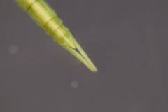 Archimantis latistyla