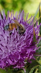 Apis mellifera