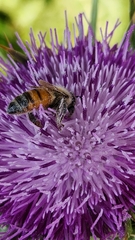 Apis mellifera