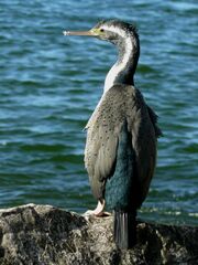 Phalacrocorax punctatus punctatus