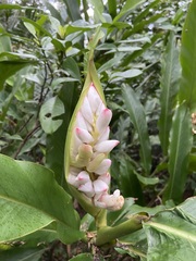 Alpinia uraiensis