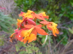 Epidendrum radicans