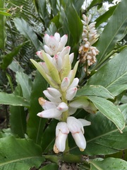 Alpinia uraiensis