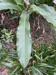 Alpinia uraiensis