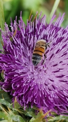 Apis mellifera