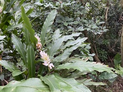 Alpinia uraiensis