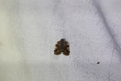 Aprivesa