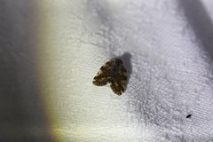 Aprivesa
