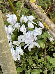 Scilla mischtschenkoana