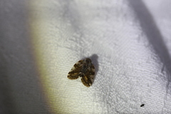 Aprivesa
