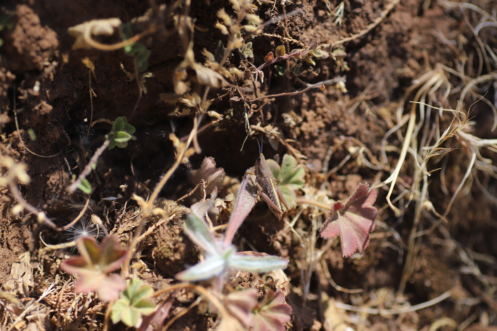 Parasphenula abyssinica