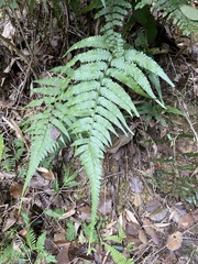 Microlepia marginata bipinnata