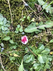 Bellis perennis