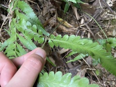Microlepia marginata bipinnata