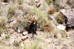 Aloe ferox