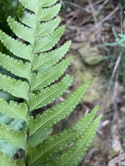 Microlepia marginata bipinnata