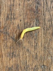 Elisolimax