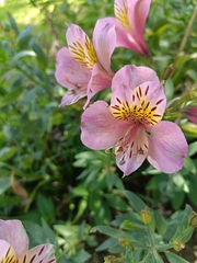 Alstroemeria psittacina