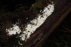 Etheirodon fimbriatum