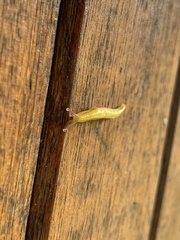 Elisolimax