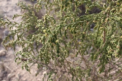 Thymelaea hirsuta