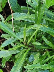 Cheirolophus massonianus