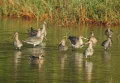Limosa limosa