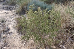 Thymelaea hirsuta