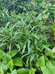 Cheirolophus massonianus